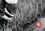 Image of Transplanting Rice Seedlings Japan, 1934, second 24 stock footage video 65675025116