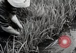 Image of Transplanting Rice Seedlings Japan, 1934, second 25 stock footage video 65675025116
