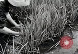 Image of Transplanting Rice Seedlings Japan, 1934, second 26 stock footage video 65675025116