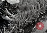 Image of Transplanting Rice Seedlings Japan, 1934, second 27 stock footage video 65675025116