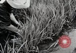 Image of Transplanting Rice Seedlings Japan, 1934, second 28 stock footage video 65675025116