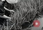 Image of Transplanting Rice Seedlings Japan, 1934, second 29 stock footage video 65675025116