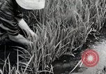 Image of Transplanting Rice Seedlings Japan, 1934, second 31 stock footage video 65675025116