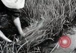 Image of Transplanting Rice Seedlings Japan, 1934, second 32 stock footage video 65675025116