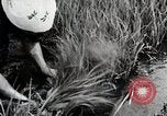 Image of Transplanting Rice Seedlings Japan, 1934, second 33 stock footage video 65675025116