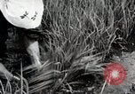 Image of Transplanting Rice Seedlings Japan, 1934, second 34 stock footage video 65675025116