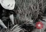 Image of Transplanting Rice Seedlings Japan, 1934, second 35 stock footage video 65675025116