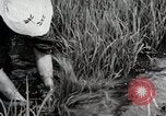 Image of Transplanting Rice Seedlings Japan, 1934, second 36 stock footage video 65675025116