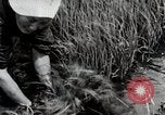 Image of Transplanting Rice Seedlings Japan, 1934, second 37 stock footage video 65675025116