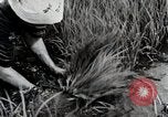 Image of Transplanting Rice Seedlings Japan, 1934, second 39 stock footage video 65675025116