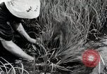 Image of Transplanting Rice Seedlings Japan, 1934, second 40 stock footage video 65675025116