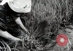 Image of Transplanting Rice Seedlings Japan, 1934, second 41 stock footage video 65675025116
