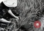 Image of Transplanting Rice Seedlings Japan, 1934, second 42 stock footage video 65675025116