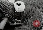 Image of Transplanting Rice Seedlings Japan, 1934, second 44 stock footage video 65675025116