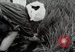 Image of Transplanting Rice Seedlings Japan, 1934, second 46 stock footage video 65675025116