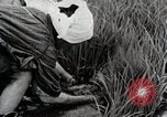 Image of Transplanting Rice Seedlings Japan, 1934, second 47 stock footage video 65675025116