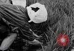 Image of Transplanting Rice Seedlings Japan, 1934, second 48 stock footage video 65675025116
