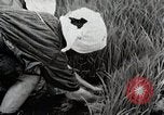 Image of Transplanting Rice Seedlings Japan, 1934, second 49 stock footage video 65675025116