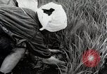 Image of Transplanting Rice Seedlings Japan, 1934, second 50 stock footage video 65675025116