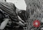 Image of Transplanting Rice Seedlings Japan, 1934, second 51 stock footage video 65675025116