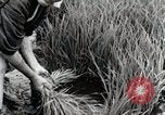 Image of Transplanting Rice Seedlings Japan, 1934, second 52 stock footage video 65675025116