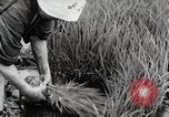 Image of Transplanting Rice Seedlings Japan, 1934, second 53 stock footage video 65675025116