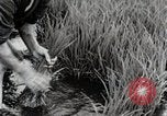 Image of Transplanting Rice Seedlings Japan, 1934, second 54 stock footage video 65675025116