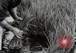 Image of Transplanting Rice Seedlings Japan, 1934, second 55 stock footage video 65675025116