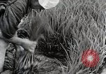Image of Transplanting Rice Seedlings Japan, 1934, second 56 stock footage video 65675025116