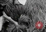 Image of Transplanting Rice Seedlings Japan, 1934, second 57 stock footage video 65675025116