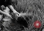 Image of Transplanting Rice Seedlings Japan, 1934, second 59 stock footage video 65675025116