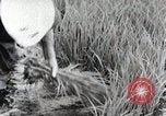 Image of Transplanting Rice Seedlings Japan, 1934, second 60 stock footage video 65675025116
