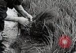 Image of Transplanting Rice Seedlings Japan, 1934, second 61 stock footage video 65675025116