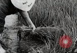 Image of Transplanting Rice Seedlings Japan, 1934, second 62 stock footage video 65675025116