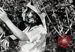 Standbild Japanese Silk Industrie Japan, 1935, aus Sekunde 20 historischem Filmmaterial Videoclip 65675025136