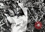 Standbild Japanese Silk Industrie Japan, 1935, aus Sekunde 21 historischem Filmmaterial Videoclip 65675025136