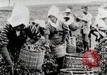 Standbild Tee Japan, 1935, aus Sekunde 21 historischem Filmmaterial Videoclip 65675025137