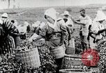 Standbild Tee Japan, 1935, aus Sekunde 28 historischem Filmmaterial Videoclip 65675025137