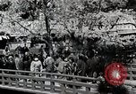 Immagine di Stagione Primavera Giappone, 1935, secondo 16 filmato di repertorio 65675025155