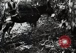 Standbild Chinesisch 38 Und 22 Divisionen Birma, 1944, aus Sekunde 29 historischem Filmmaterial Videoclip 65675025196
