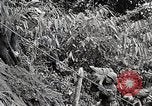 Standbild Chinesisch 38 Und 22 Divisionen Birma, 1944, aus Sekunde 38 historischem Filmmaterial Videoclip 65675025196