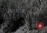 Image of Japanese traditional farming techniques Japan, 1950, second 1 stock footage video 65675025228