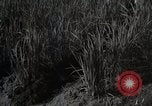 Image of Japanese traditional farming techniques Japan, 1950, second 3 stock footage video 65675025228