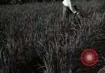 Image of Japanese traditional farming techniques Japan, 1950, second 5 stock footage video 65675025228