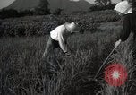 Image of Japanese traditional farming techniques Japan, 1950, second 6 stock footage video 65675025228