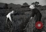 Image of Japanese traditional farming techniques Japan, 1950, second 7 stock footage video 65675025228