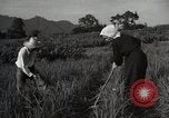 Image of Japanese traditional farming techniques Japan, 1950, second 8 stock footage video 65675025228