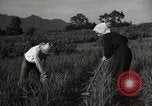 Image of Japanese traditional farming techniques Japan, 1950, second 9 stock footage video 65675025228