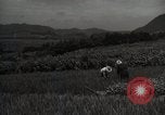 Image of Japanese traditional farming techniques Japan, 1950, second 10 stock footage video 65675025228