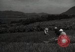 Image of Japanese traditional farming techniques Japan, 1950, second 11 stock footage video 65675025228
